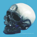 Crommen Ann Cráneo humano Modelo Anatómico Cerebral